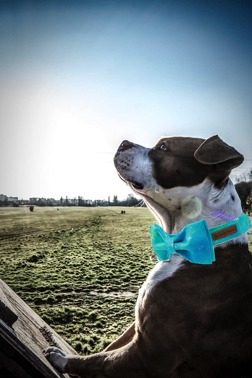 Adjustable Soft Bow Tie Dog Collar for Small Dogs - Comfortable and Colorful Design