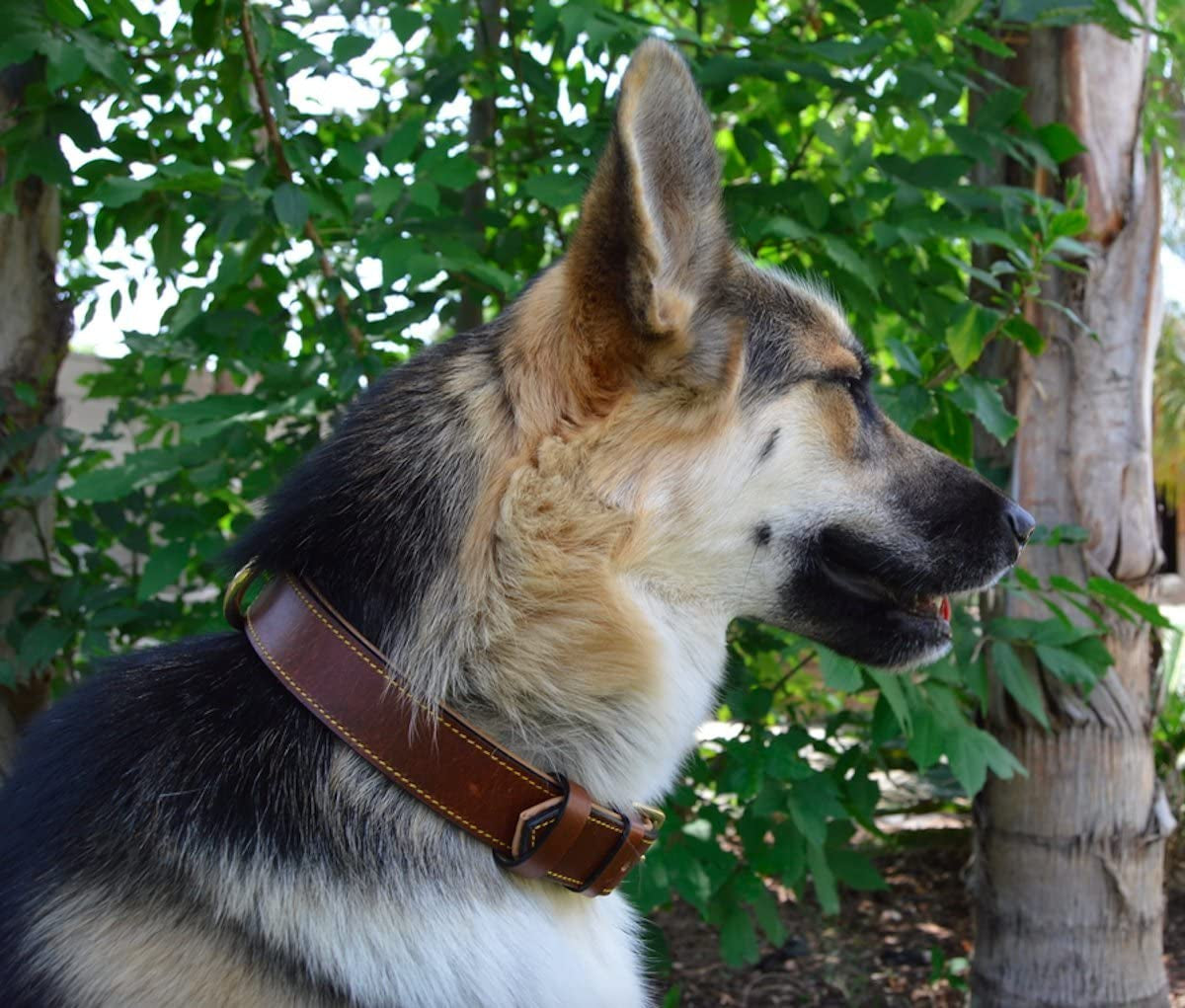 Premium Genuine Leather Padded Dog Collar - Large Brown, 24" Length x 1.5" Width, Fits Neck Sizes 18" to 21