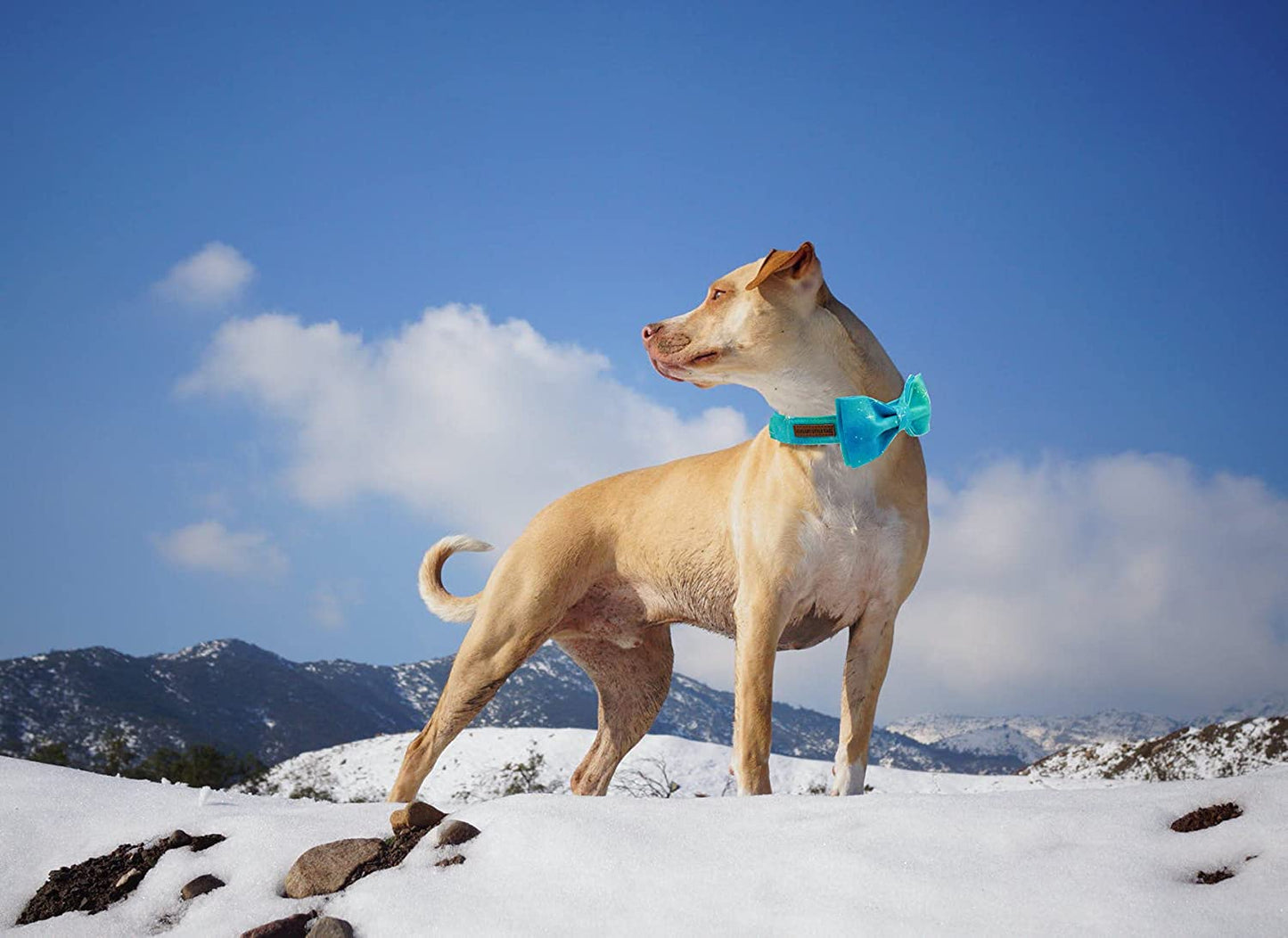 Adjustable Soft Bow Tie Dog Collar for Small Dogs - Comfortable and Colorful Design