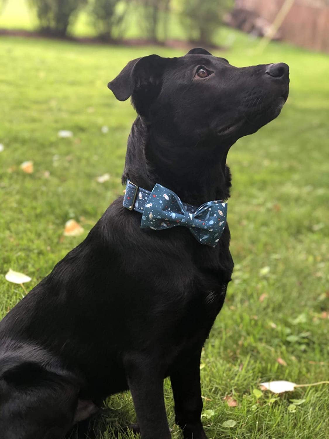 Elegant Bowtie Dog Collar - Adjustable Cotton and Webbing Design for Small, Medium, and Large Dogs and Cats