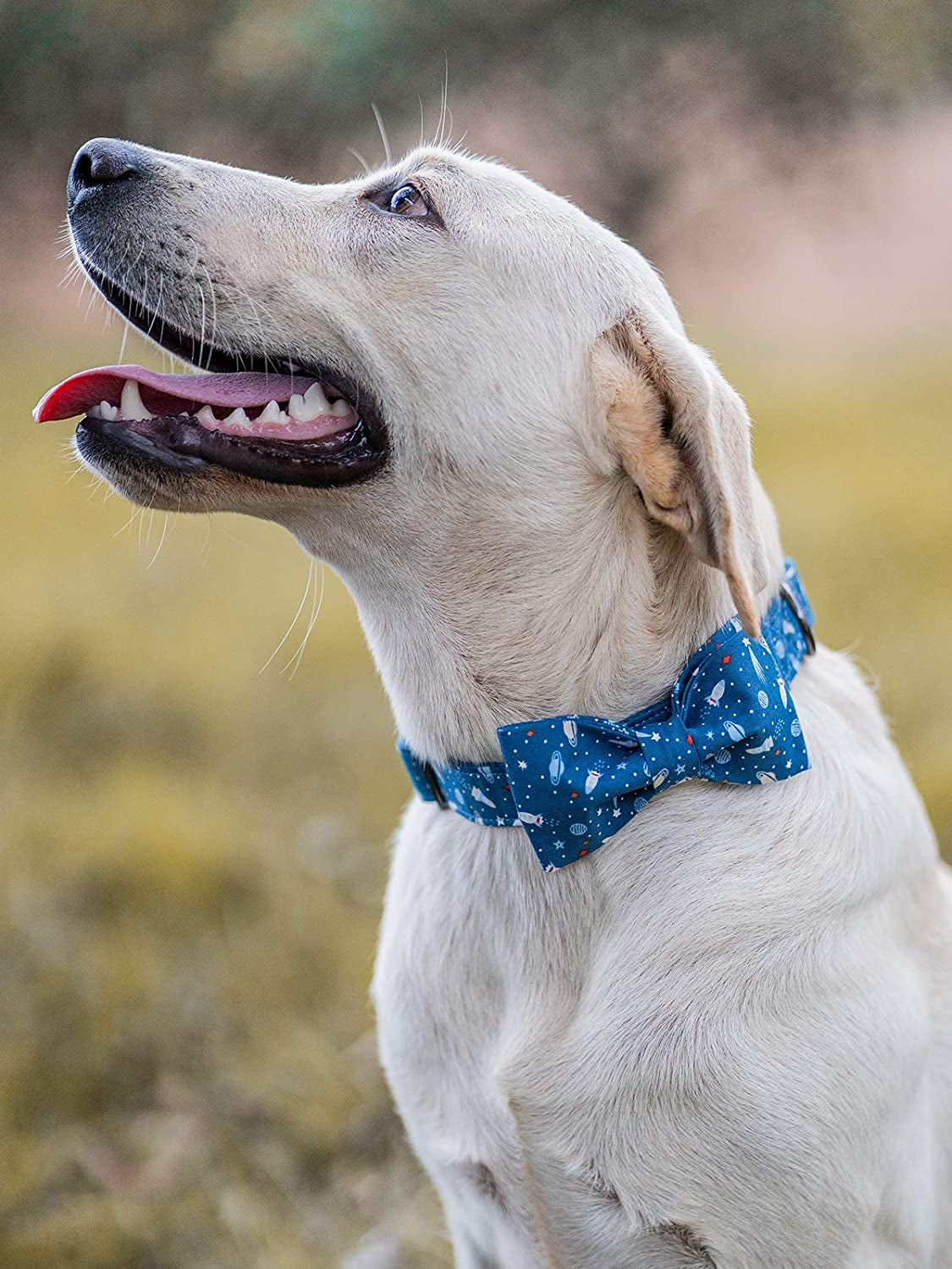 Elegant Bowtie Dog Collar - Adjustable Cotton and Webbing Design for Small, Medium, and Large Dogs and Cats