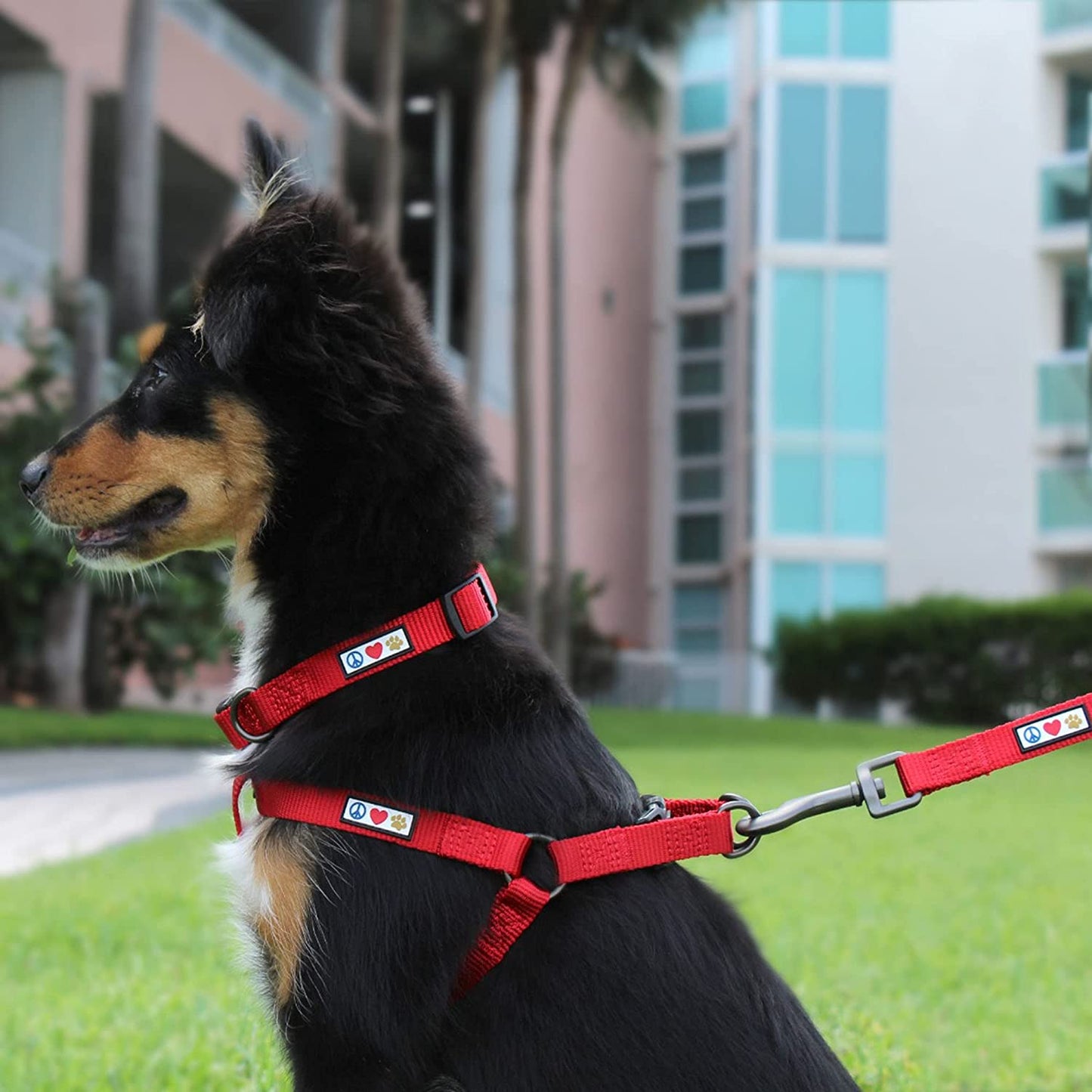 6-Foot Solid Color Dog Training Leash with Comfortable Handle - Medium/Large Size in Pink