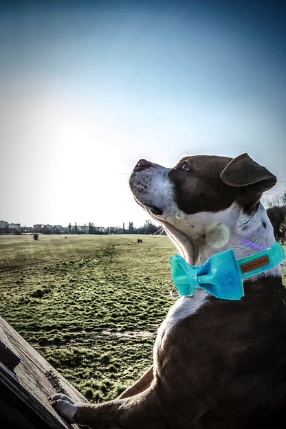 Adjustable Soft Bow Tie Dog Collar for Small Dogs - Comfortable and Colorful Design