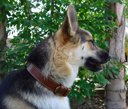 Premium Genuine Leather Padded Dog Collar - Large Brown, 24" Length x 1.5" Width, Fits Neck Sizes 18" to 21